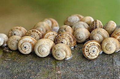 《师父》月末登陆Steam 竞技场模式同步免费更新